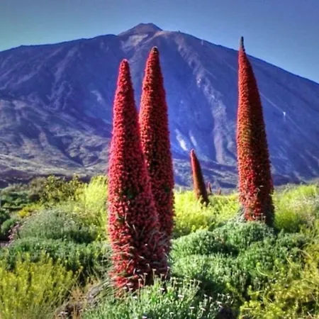 Lägenhet New Turquesa Centro Sta Cruz, Wifi&gym